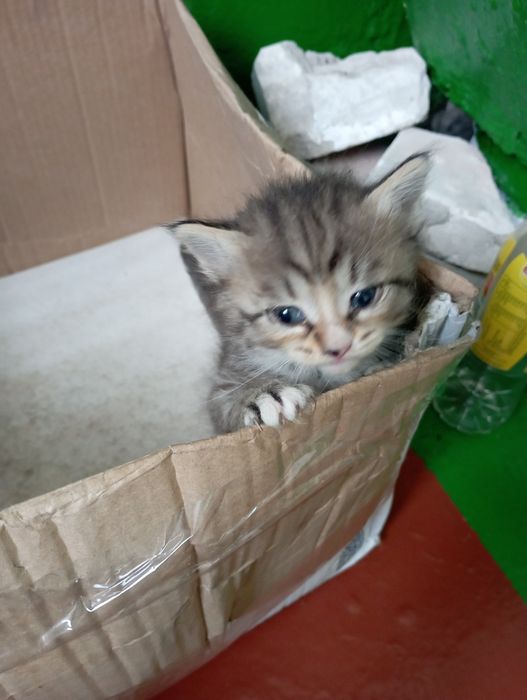 Віддам котеня безкоштовно