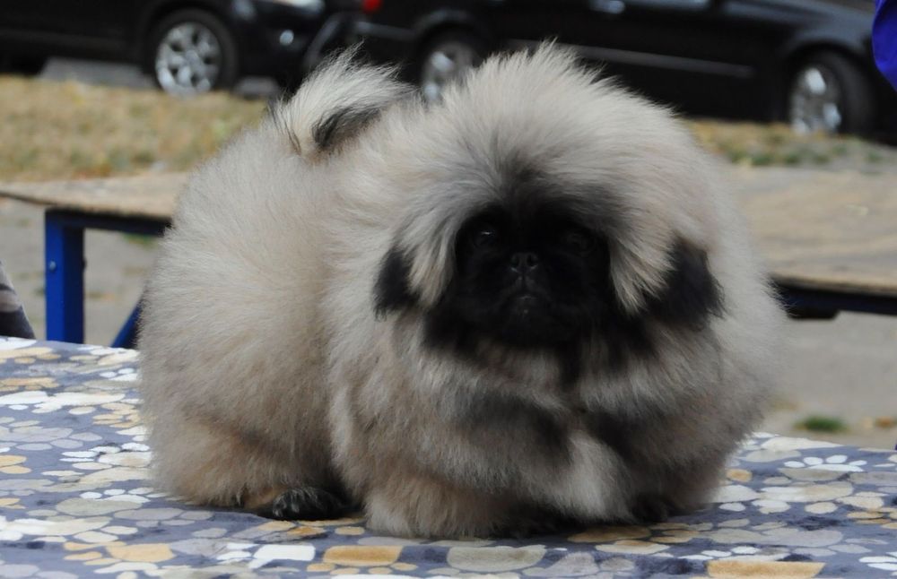 щенки пекинеса