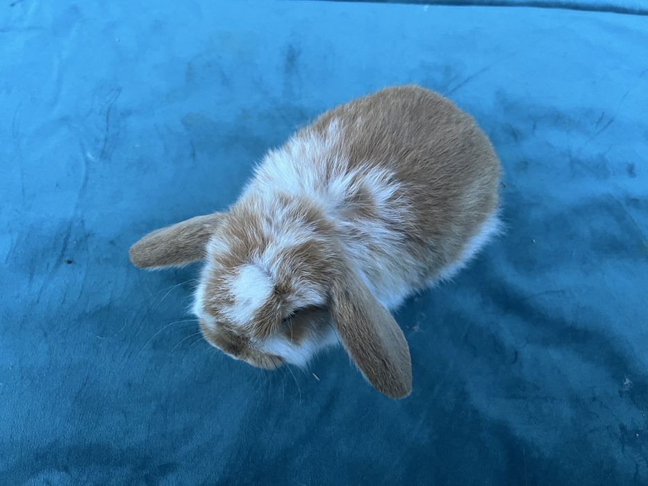 Karzełek Baranek/Mini Lop - Rodowód/Metryka Królik Króliki