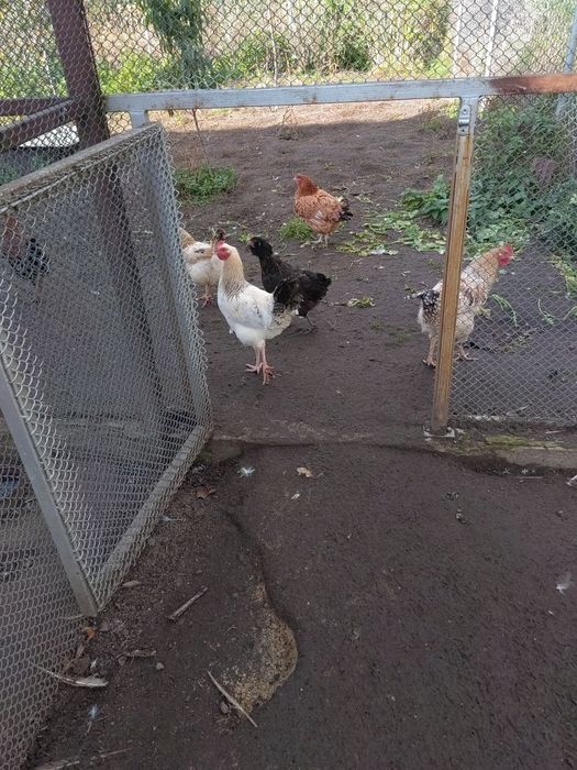 Koguty sprzedam Duży wybór