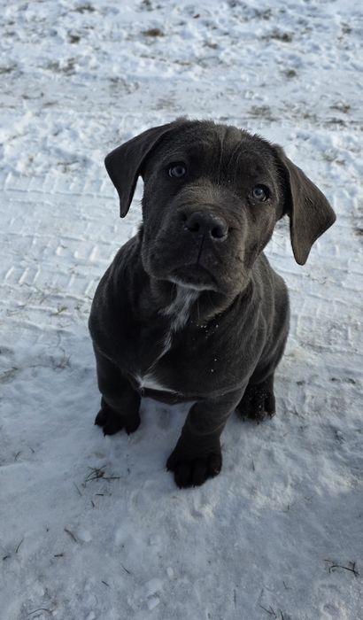 Cane Corso Italiano SUCZKA BŁĘKITNA