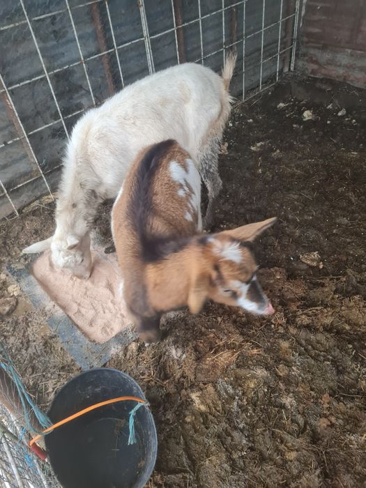 Vendo três fêmeas mochas