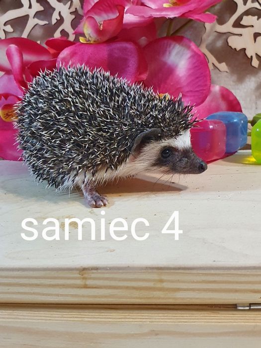 Jez jeżyki jeżolki jeż afrykanski jez pigmejski