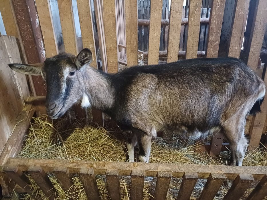 Kózka 7 miesięczna z mlecznego stada
