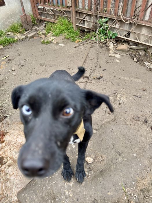 Шукає родину хлопчик з різними очима