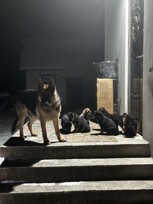 Цуценята німецької вівчарки короткошерсті