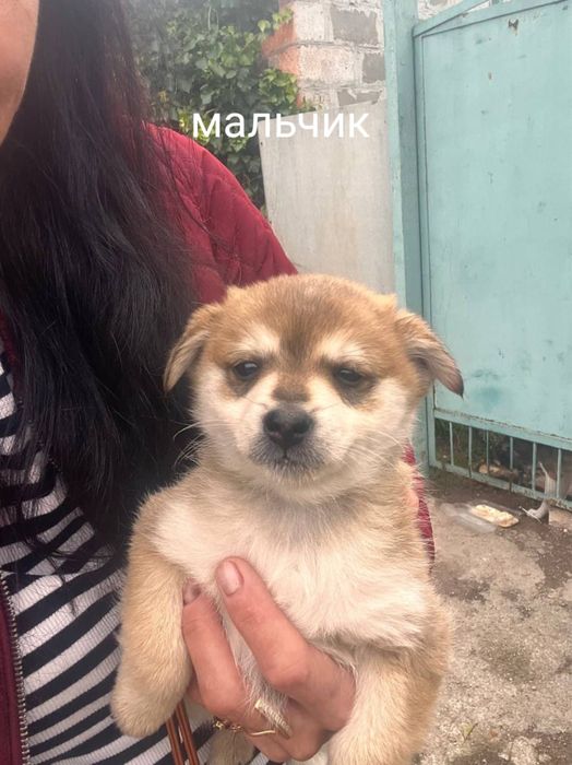 Щенки ищут семью