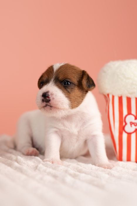 Suczka Parson Russell Terrier - ZKwP