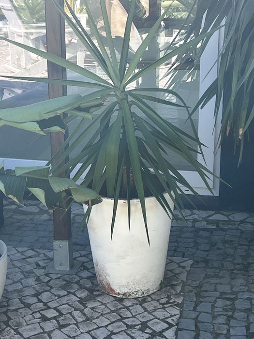 Plantas grandes com vasos