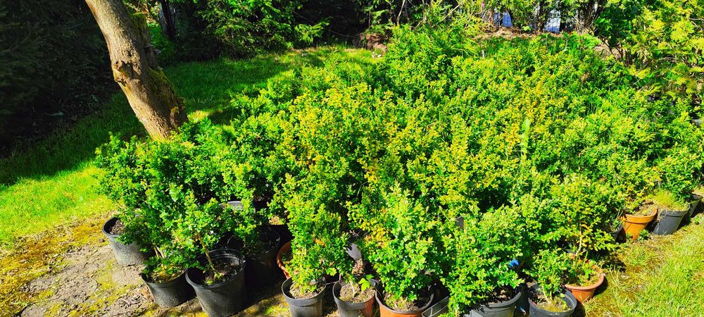 Ukorzenione sadzonki bukszapnów