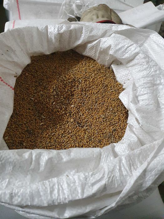 Gorczyca biała Bardena siew 2025r