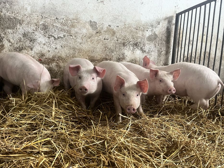 Sprzedam prosiaki,prosięta,warchlaki