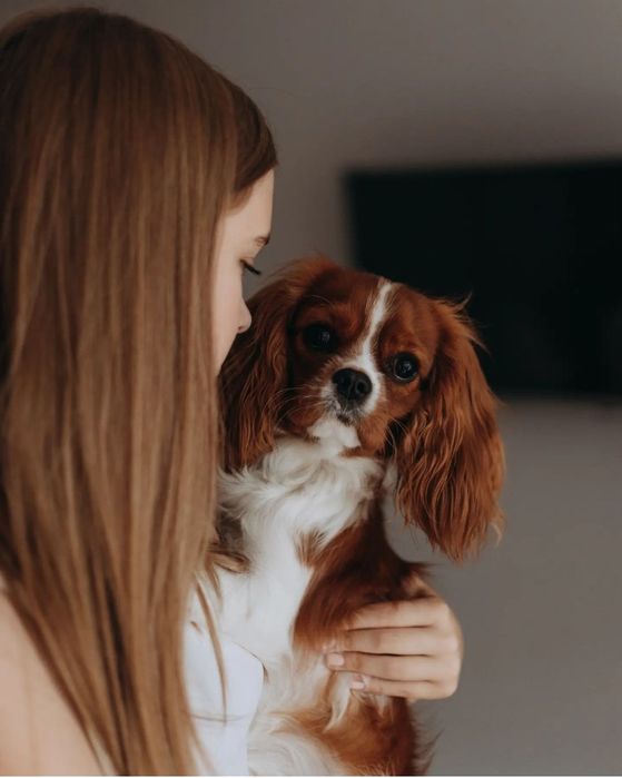 Кавалер кінг чарльз спаніель вязка