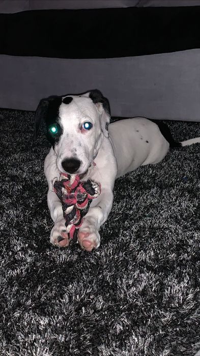 Cadela para adoção