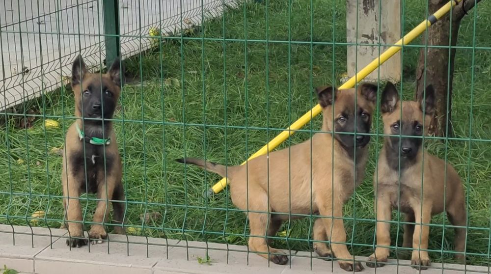 Щенки бельгийской овчарки.