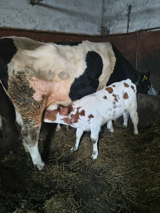 Krowa po pierwszym cielaku