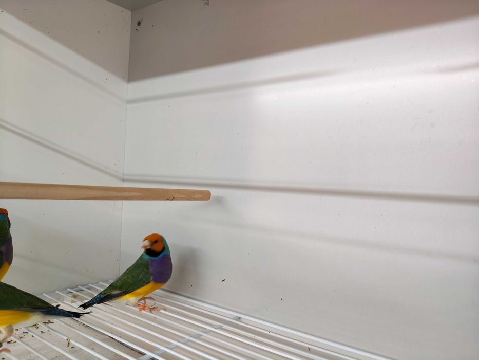 Diamantes Gould