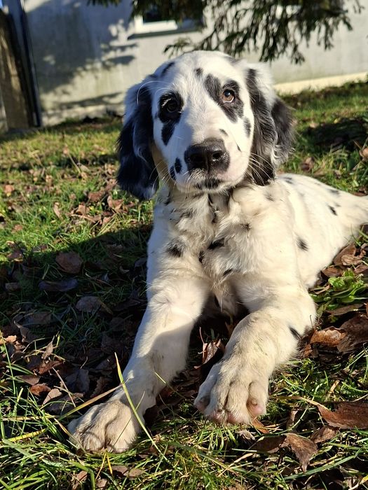 Dalmatyńczyk  długowłosy