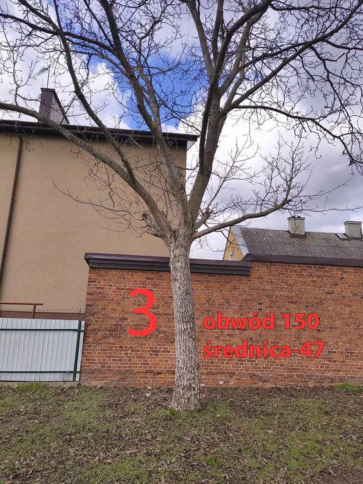 Orzech włoski na pniu