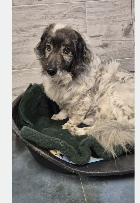 Piesek okolo 7 lat