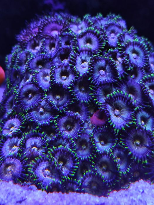 Zoanthus Nirvana koralowiec miekki