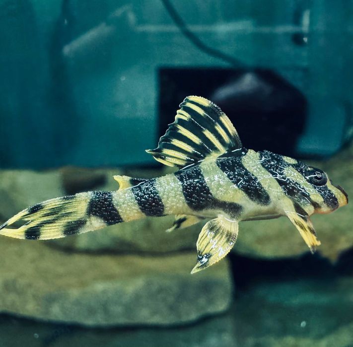 Пекольтія Компта Л134 (Peckoltia compta l134)