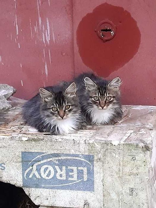 Віддам кошенят в добрі руки