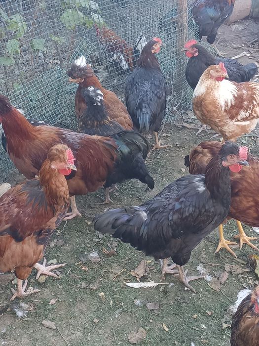 Sprzedam  młody koguty