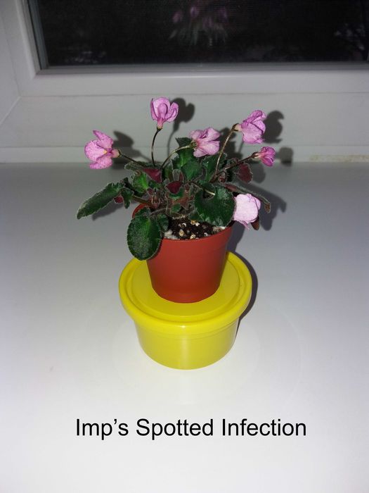 Фиалки сортовые, листья, цветущие. Сенполии