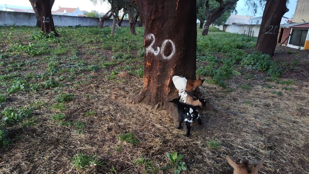 Mini cabrinhas anãs