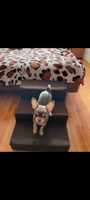 Пандус для собак/ сходинки для песиків