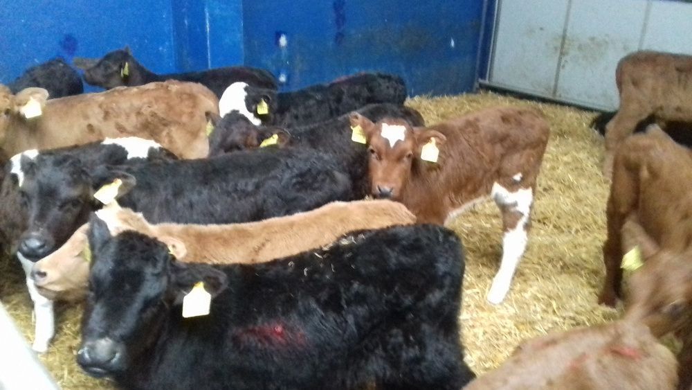 Cielaki Byczki, Jałówki Mięsne, mix ras Cielęta dowóz, raty