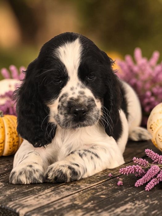 Springer Spaniel Angielski FCI