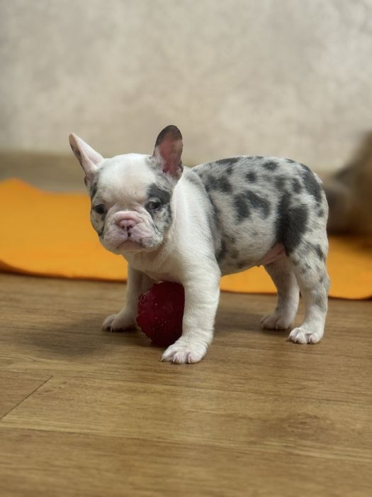 Породні красунчики в найкращі родини