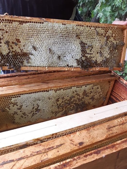 Sprzedam rodziny pszczelarskie