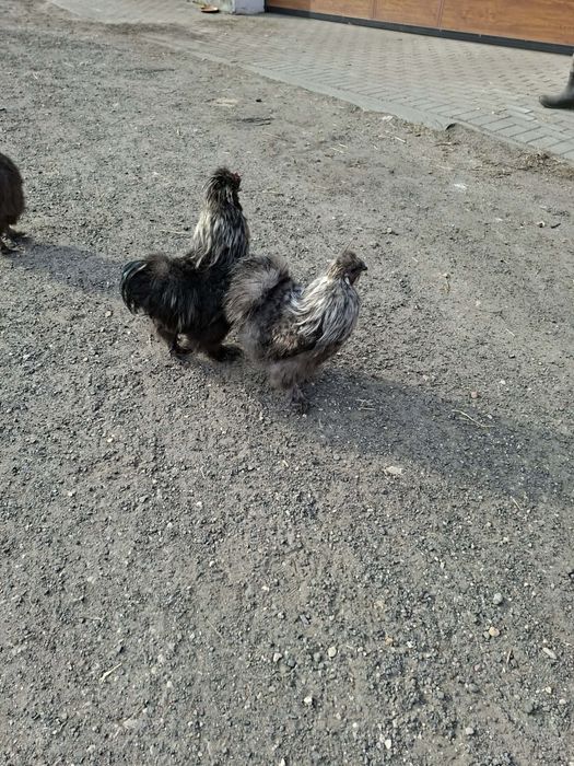 Kury i koguty silki