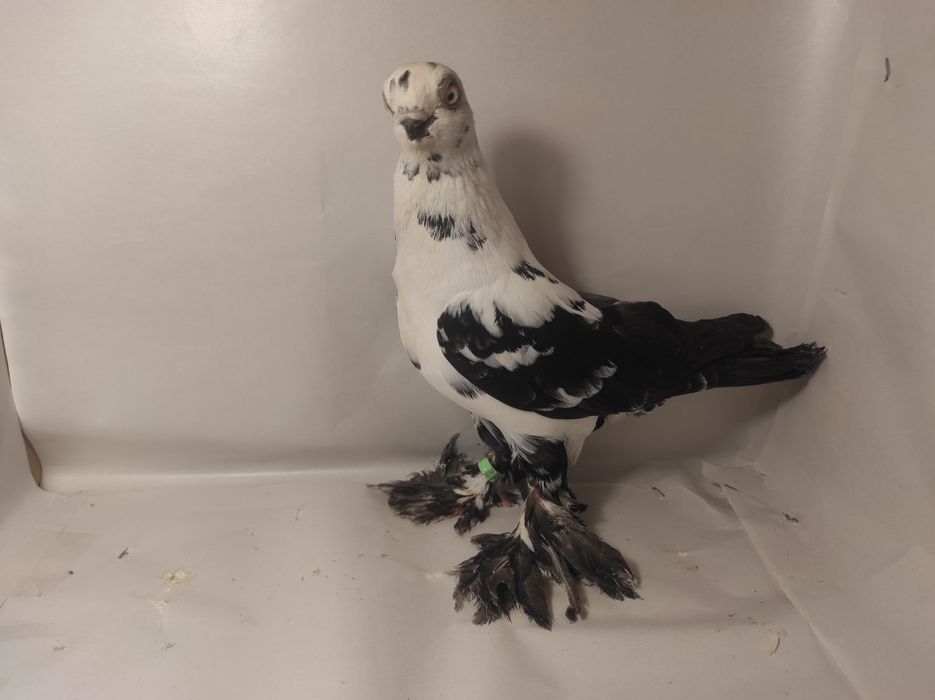 Sprzedam Motyl Warszawski czarny