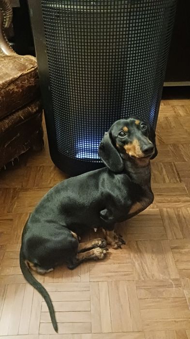 Teckel fêmea com LOP [pedigree]