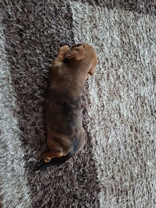 Piesek jamnik miniaturowy krótkowłosy