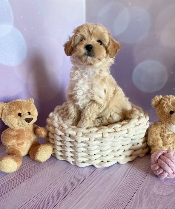 Короткий носик мини малыш Мальтипу Ф1 !!!