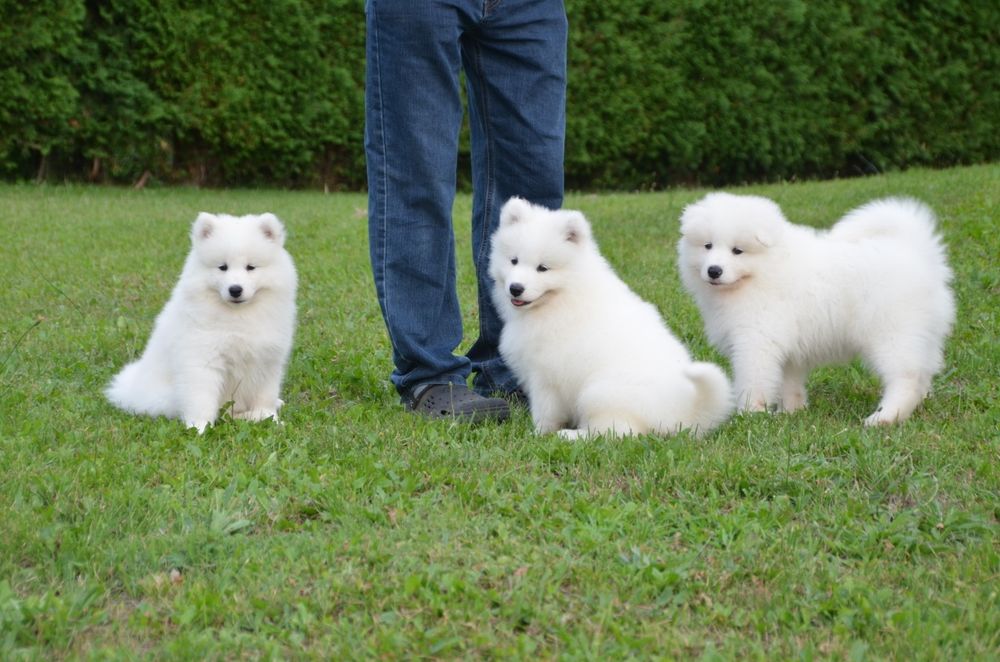 Samoyed ZKwP FCI