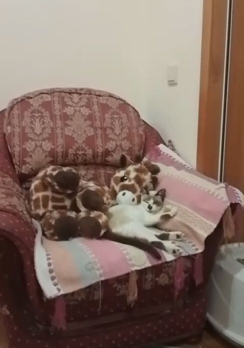 Gatinha para adopção