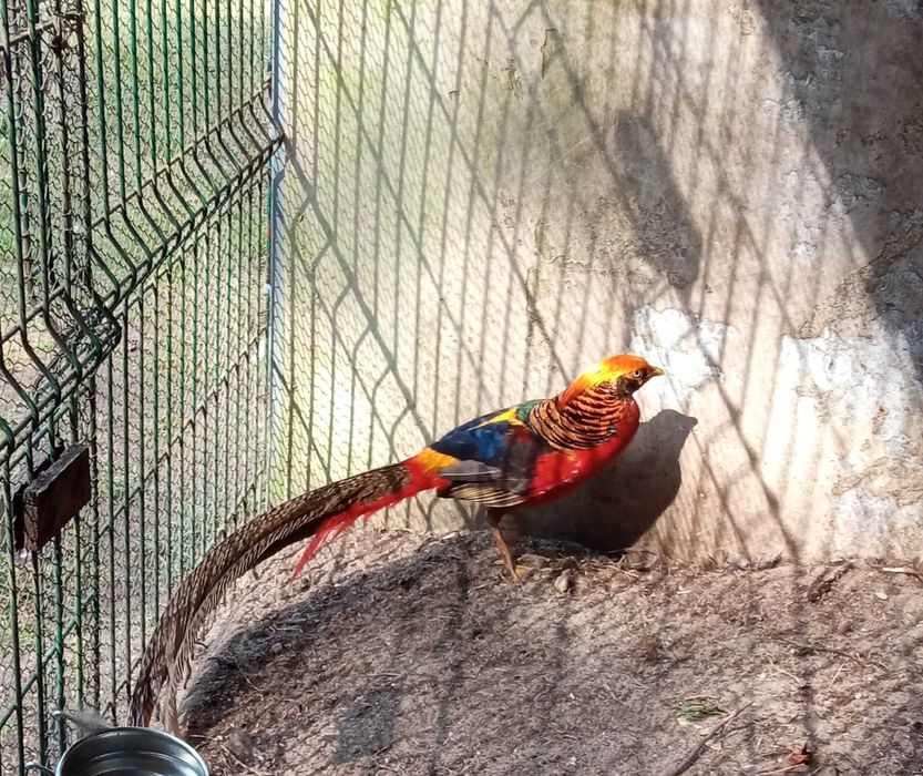 sprzedam dwuletnią parę bażantów złotych