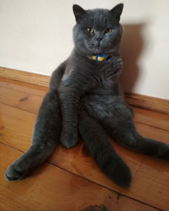 Шотландські кошенята 1,5 місяця