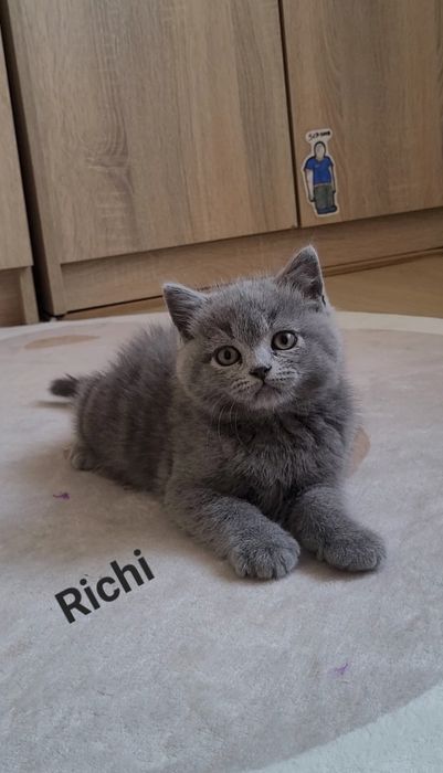 Kot brytyjski niebieski