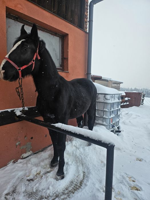 Sprzedan ogierka  Śląskiego