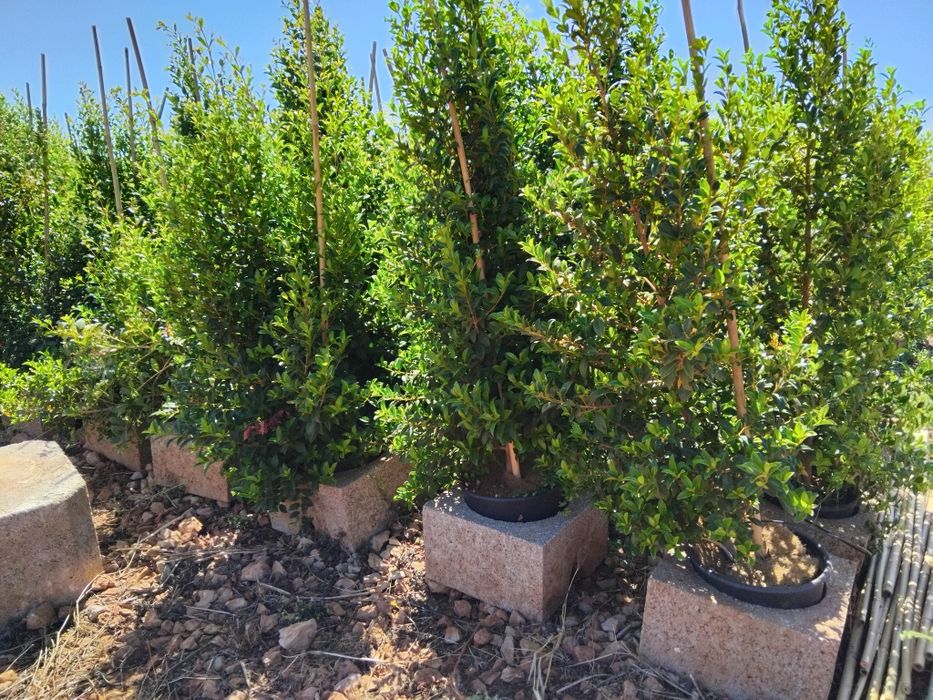Eugénias Myrtifolia