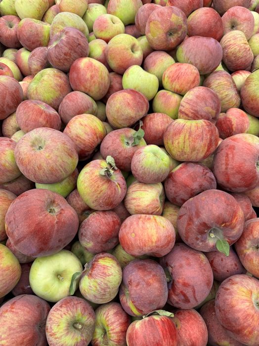 Sprzedam jabłka Cortland – hurtowe ilości