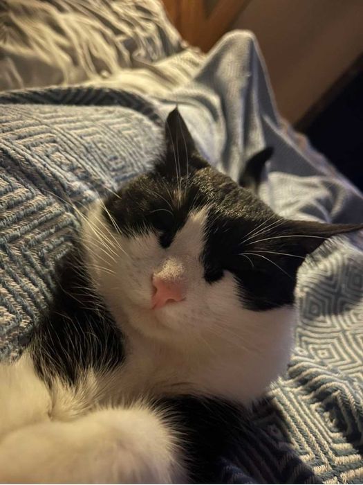 Котик безкоштовно Київ
