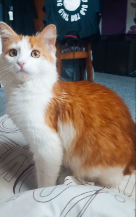 Кицюня шукає люблячу родину